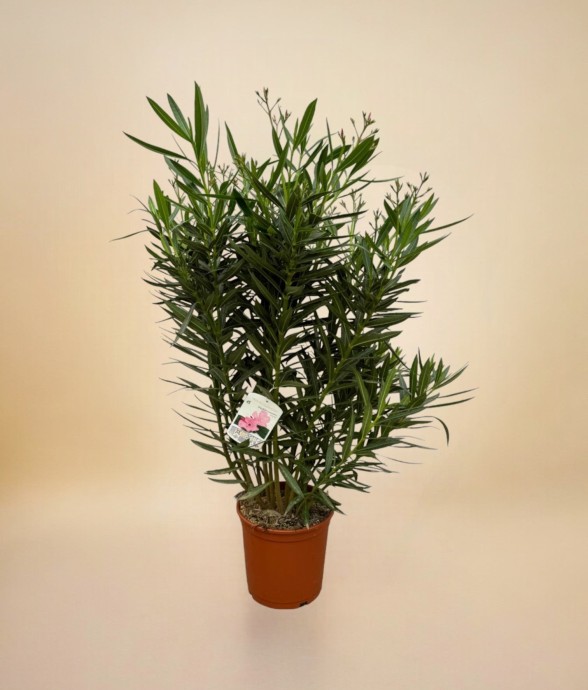 Nerium Oleander struik met...