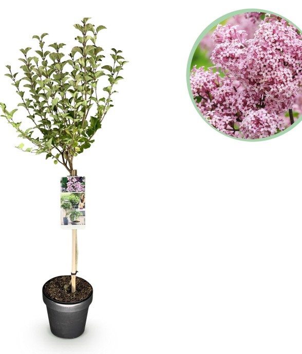 Lilas de Meyer Palibin