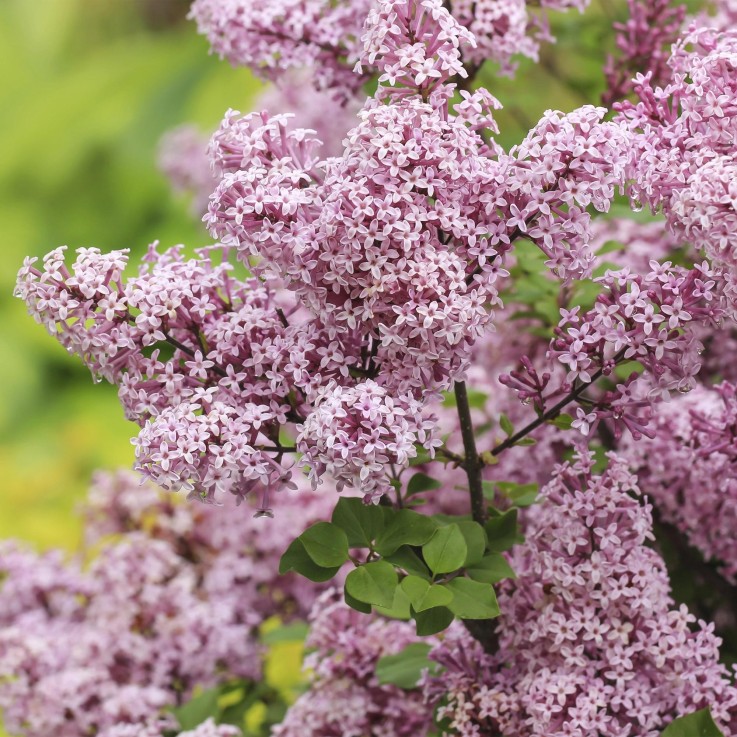 Lilas de Meyer Palibin