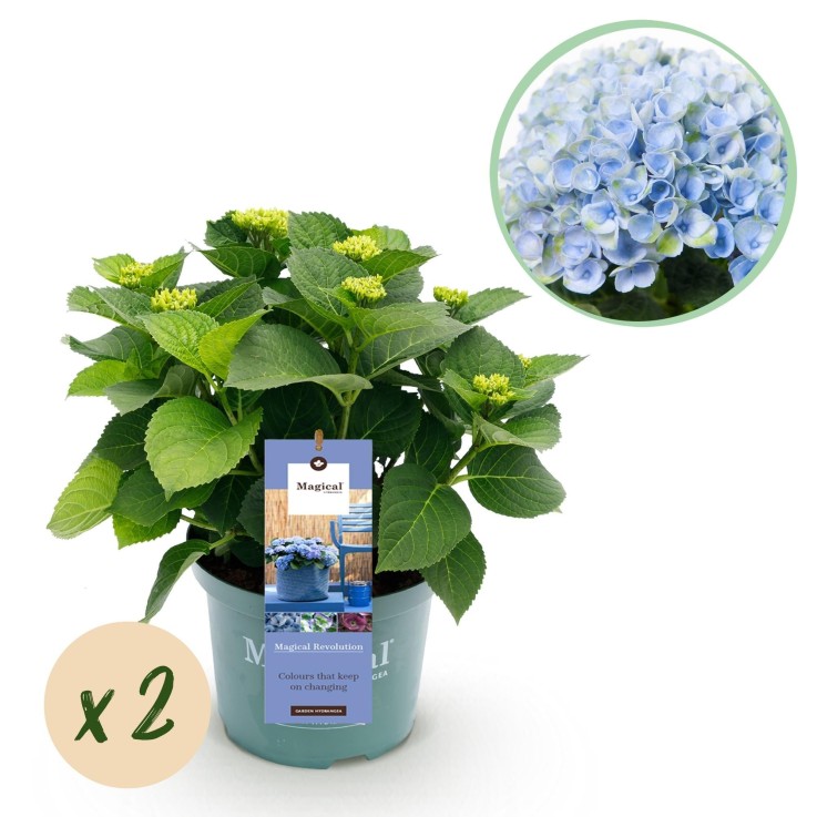 Hortensia bleu magique x2