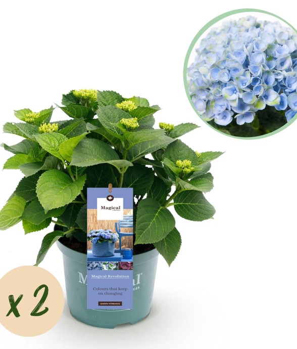 Hortensia bleu magique x2