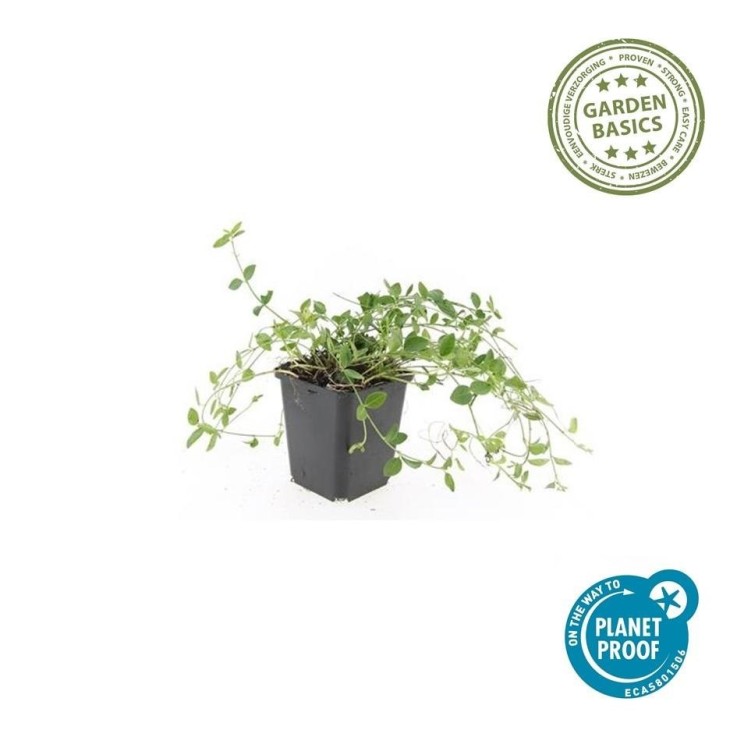 Petite Pervenche 'Gertrude Jekyll' -  12