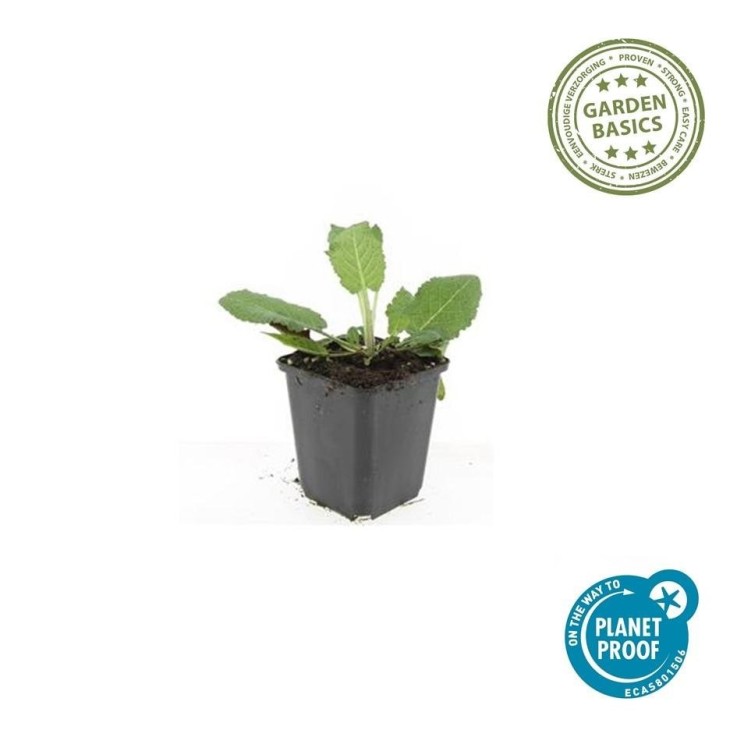 Sauge des bois 'Mainacht' -  60