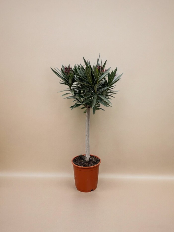Nerium Oleander op stam met roze bloem - 90cm - Ø30