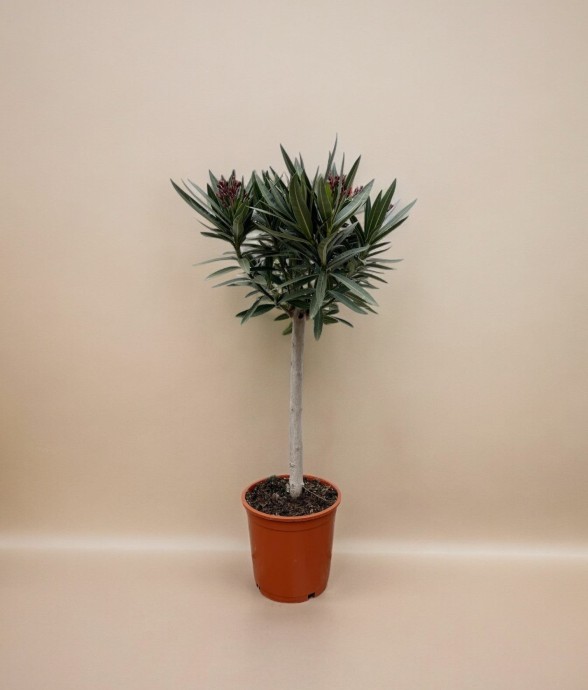Nerium Oleander op stam met...