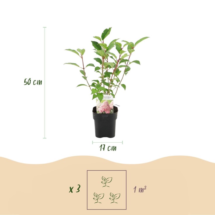 Hortensia Vanille Fraise x1