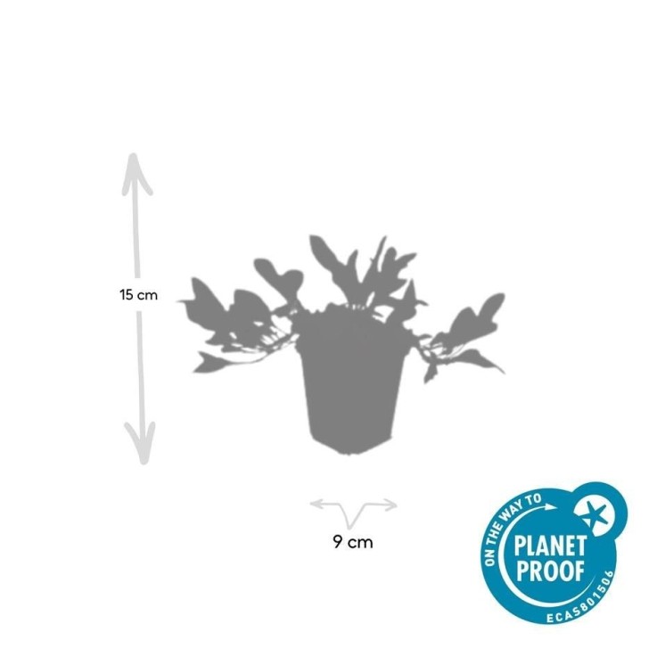 Renouée 'Darjeeling Red' -  12