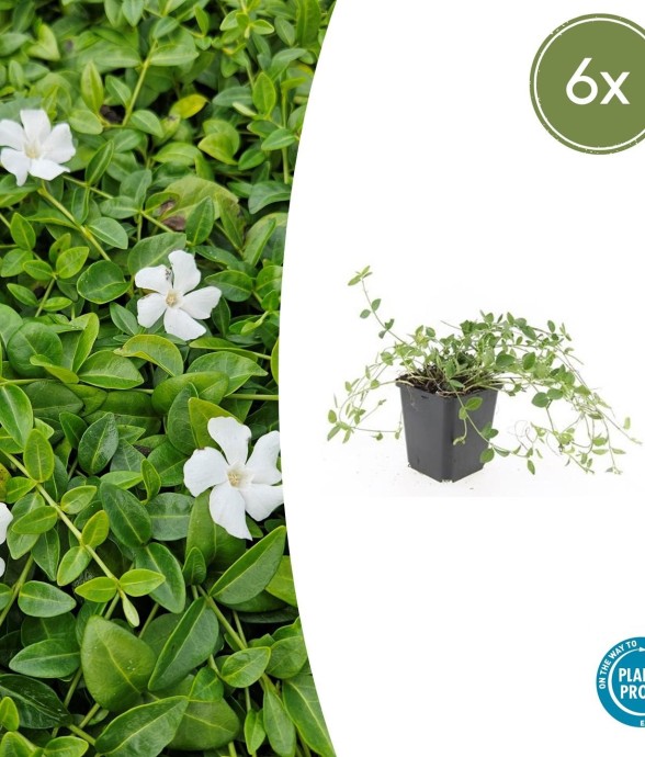 Petite Pervenche 'Gertrude...