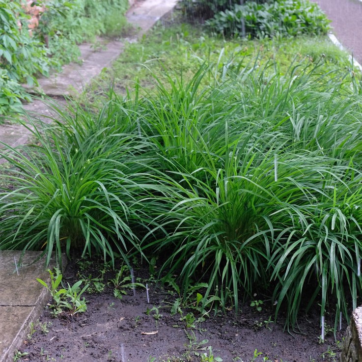 Carex morrowii Irish Green