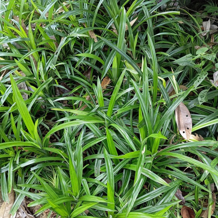 Carex morrowii Irish Green