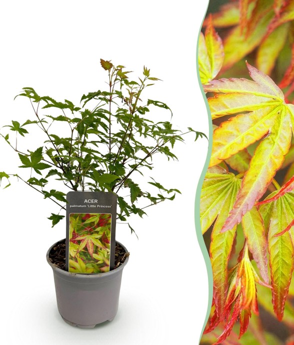 Acer palmatum Little...