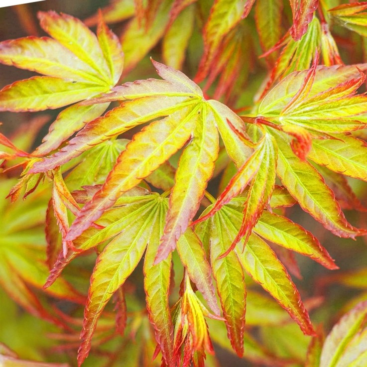 Acer palmatum Little Princess x1