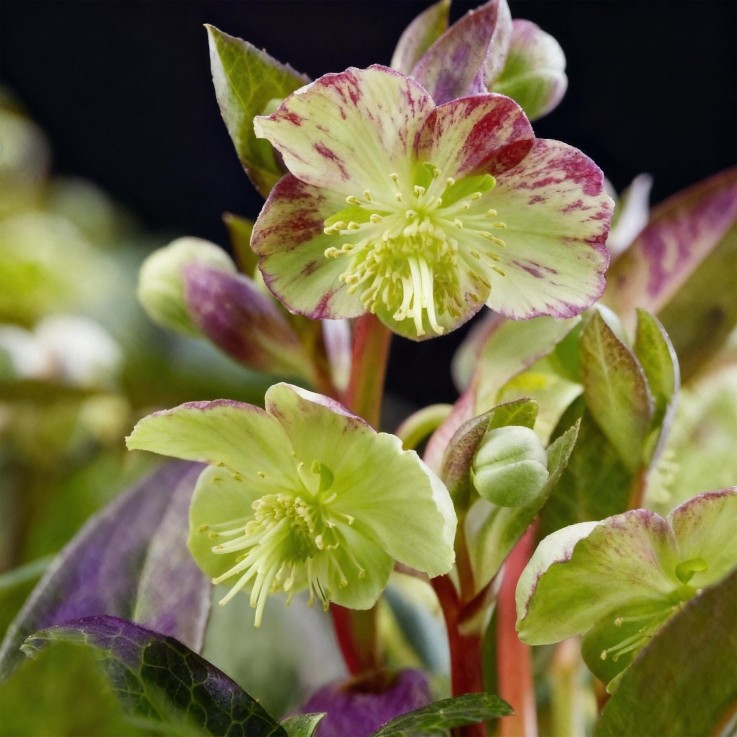 Hellébore violet Marble x2