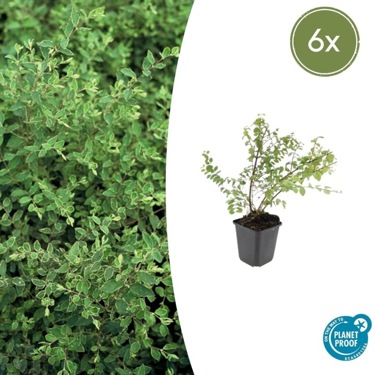 Symphorine de Chenault 'Hancock' -  60