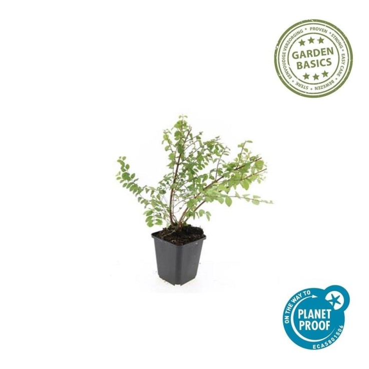 Symphorine de Chenault 'Hancock' -  60