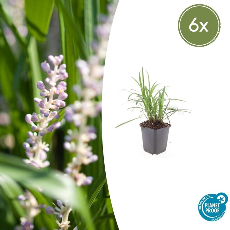 Ophiopogon - Herbe aux Turquoises 'Monroe White' -  60