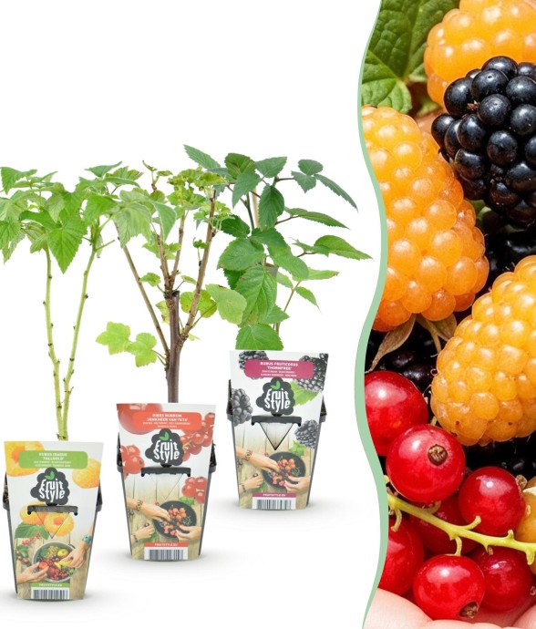 Assortiment fruitier x3