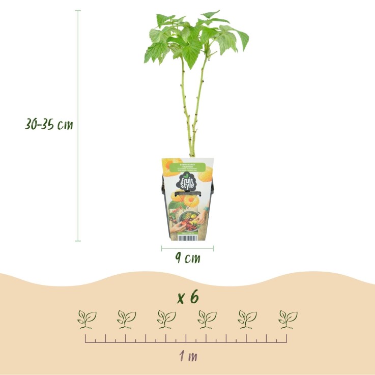 Assortiment fruitier x3