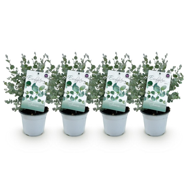 Eucalyptus gunnii x4
