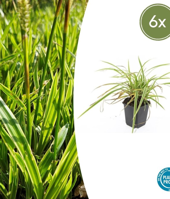 Carex laîche morrowii...