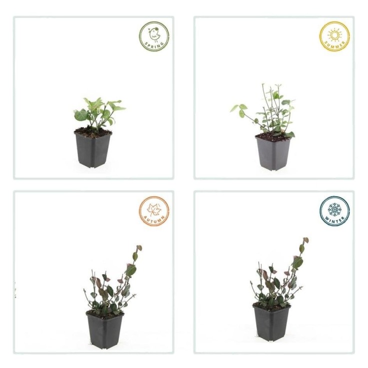 Fusain de Fortune 'Coloratus' -  60