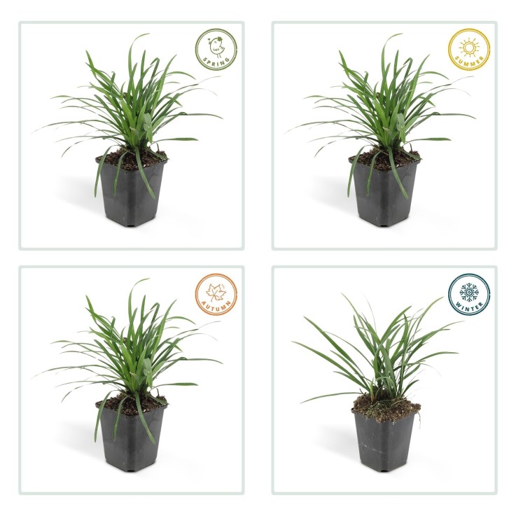 Ophiopogon - Herbe aux Turquoises 'Big Blue' -  12