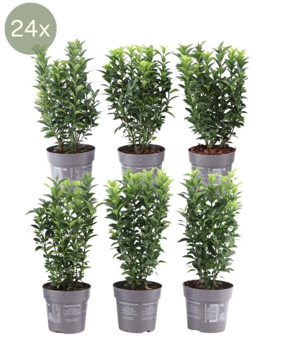 Fusain du japon 'Green...