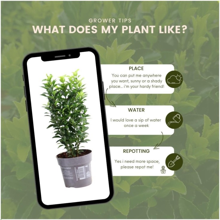 Fusain du japon 'Green Spire' x24