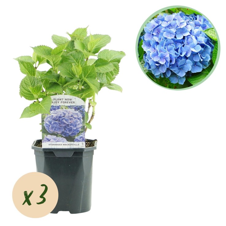 Hortensia Blauw x3