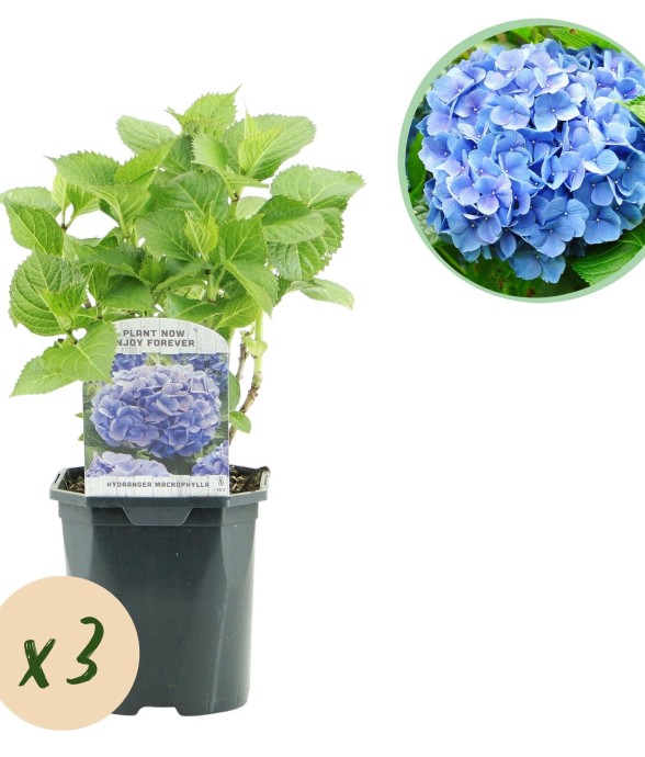 Hortensia Blauw x3
