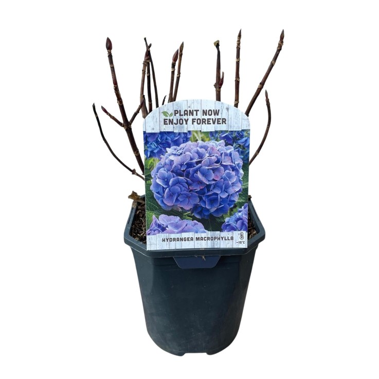Hortensia Blauw x3