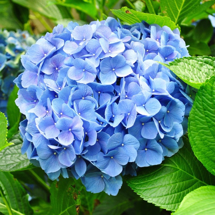 Hortensia Blauw x3