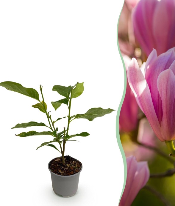 Magnolia Heaven Scent x1