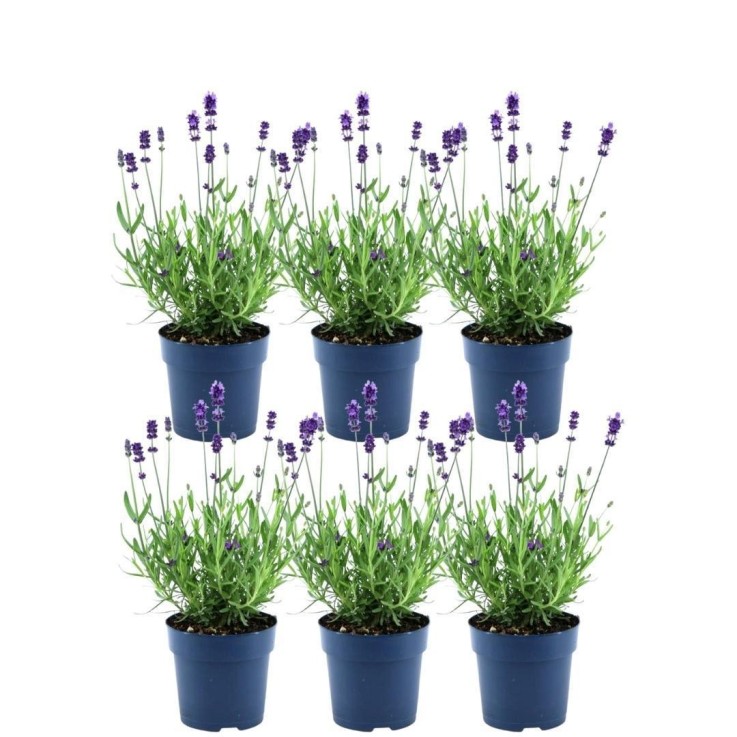 Lavande Anouk® x6