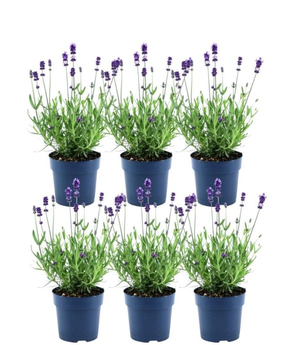Lavande Anouk® x6