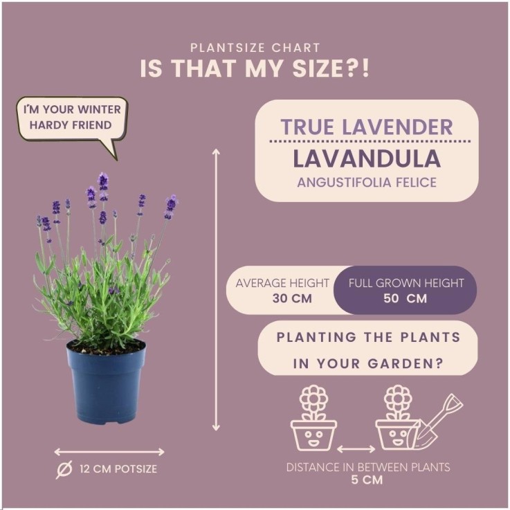 Lavande Anouk® x6