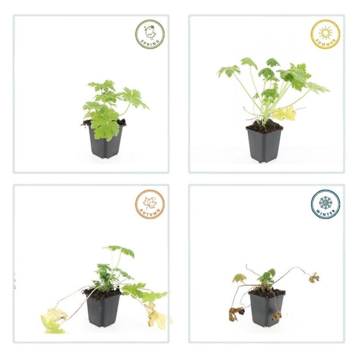 Géranium vivace 'Spessart' -  12