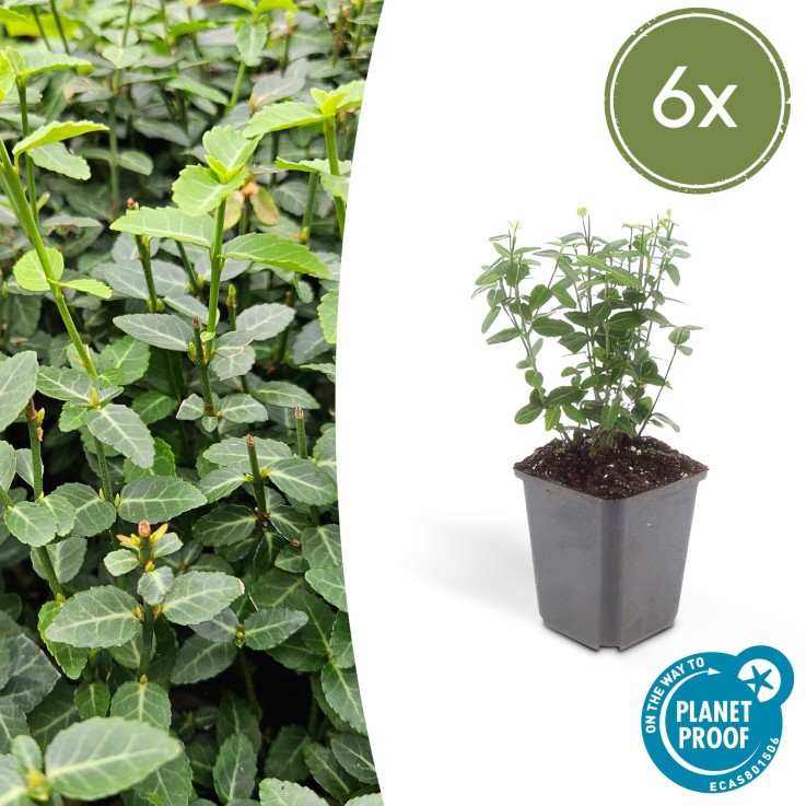 Fusain rampant -  12