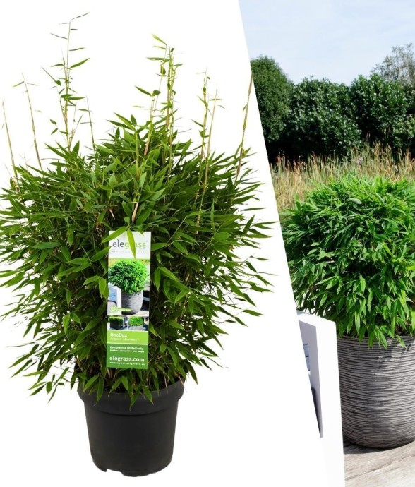 Bambou Fargesia 'Moontears'