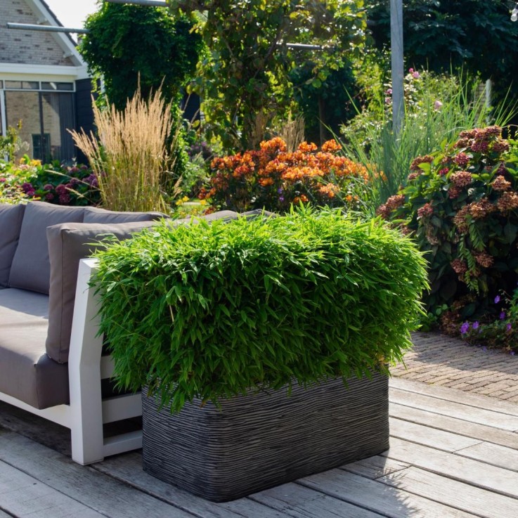 Bambou Fargesia 'Moontears'