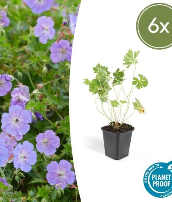 Géranium vivace 'Rozanne' -  6