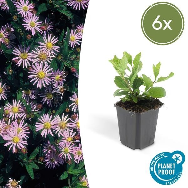 Aster du Japon 'Asran' -  12
