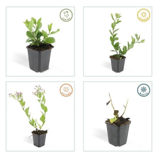 Aster du Japon 'Asran' -  12