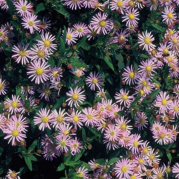 Aster du Japon 'Asran' -  12