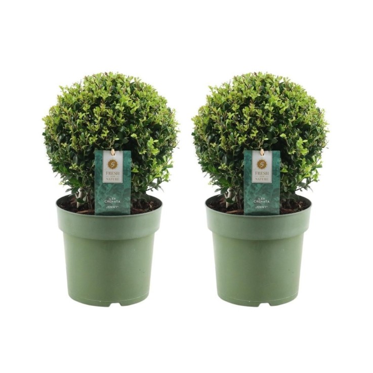 Ilex crenata 'Jenny' x2