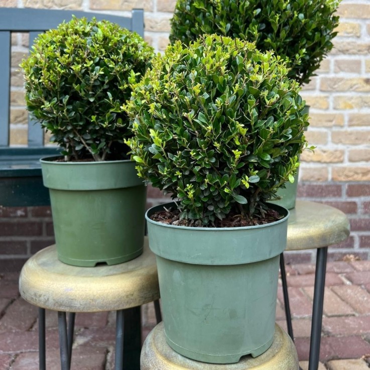 Ilex crenata 'Jenny' x2
