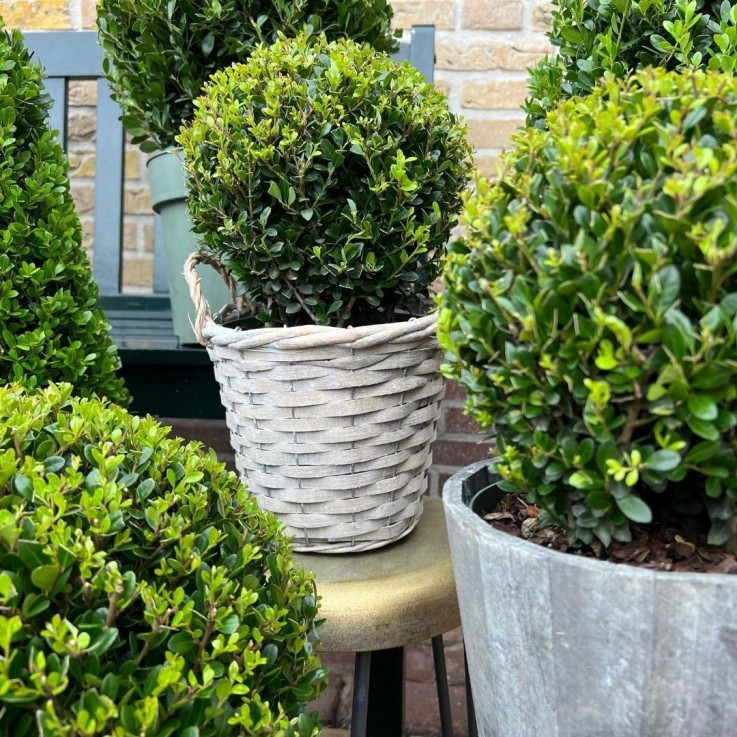 Ilex crenata 'Jenny' x2