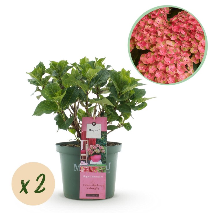 Hortensia Magical Green Fire x2