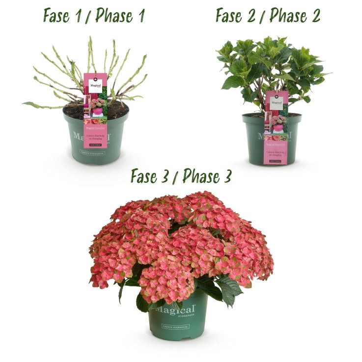 Hortensia Magical Green Fire x2