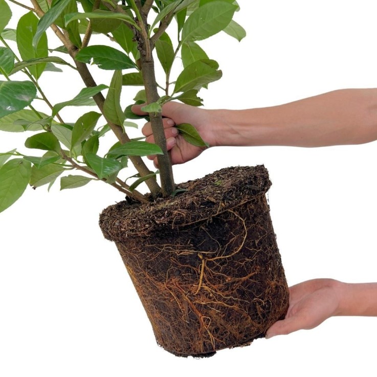 Laurier cerise x10 -  125